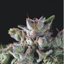 Gorila de Pyramid Seeds