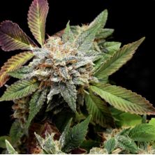Anubis x Sunset Sherbet de Pyramid Seeds