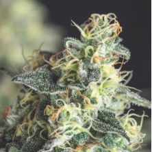 Lemon Larry OG de Pyramid Seeds