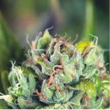 Tahoe Cure de Pyramid Seeds