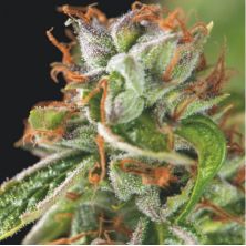 Double OG Haze de Pyramid Seeds