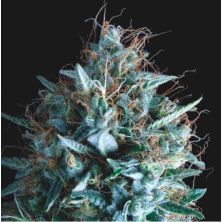 Tutankhamon x Runtz de Pyramid Seeds Gold Line