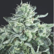 Gelato de Pyramid Seeds