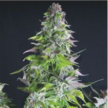 Romulan de Pyramid Seeds