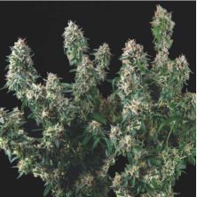 Tutankhamon x Cookies USA de Pyramid Seeds Gold Line