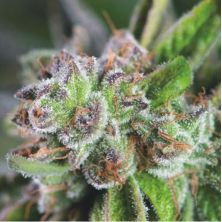 Watermelon Zkittlez de Pyramid Seeds