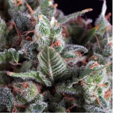 Auto Olympia de Pyramid Seeds