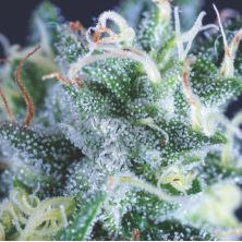 Auto Gelato de Pyramid Seeds