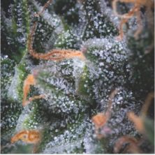 Auto Black Cherry Punch de Pyramid Seeds