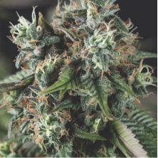 Auto Do-Si-Dos de Pyramid Seeds