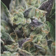 Auto Gorila de Pyramid Seeds