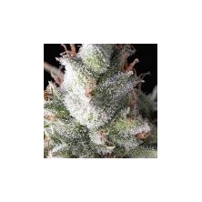 Auto Ramses de Pyramid Seeds
