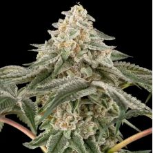 Black Lily de Sensi Seeds