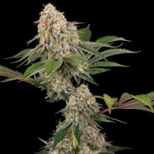 Sticky Berry Mints XXL de Sensi Seeds