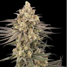 Frosted Grapes XXL de Sensi Seeds