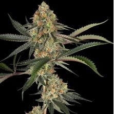 Super Lemon Cherry de Sensi Seeds