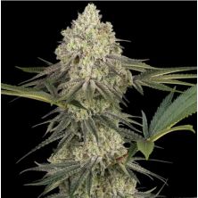 Triple Mints XXL de Sensi Seeds