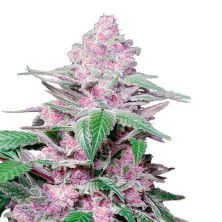 Purple Cookie Kush de Sensi Seeds
