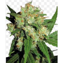 Sensi Skunk de Sensi Seeds