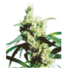 Silver Haze de Sensi Seeds