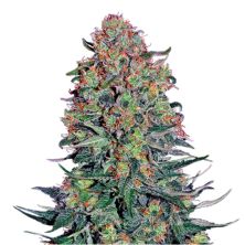 Blue Skunk de Sensi Seeds