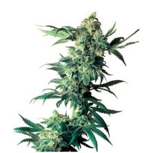 Northern Lights de Sensi Seeds