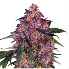 Sensi Purple Kush de Sensi Seeds