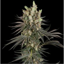 Slam Dank de Sensi Seeds