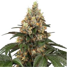 Chocolate Rainbow XXL de Sensi Seeds
