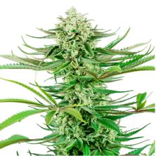 Cashew Kush de Sensi Seeds