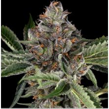 Papaya Jealousy de Sensi Seeds