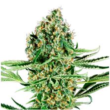 Critical Runtz de Sensi Seeds