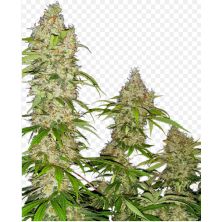 Banana Kush Cake de Sensi Seeds
