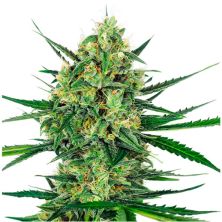 Tangerine Sugar de Sensi Seeds