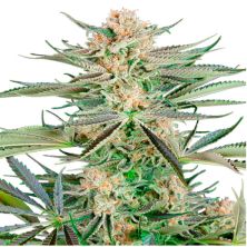Screwdriver OG de Sensi Seeds