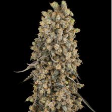 Atomic Blue Dream de Sensi Seeds