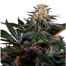 Lockdown Kush de Sensi Seeds