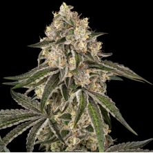 Sunset Peach de Sensi Seeds