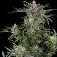 Dosimosa de Sensi Seeds