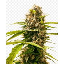 Mandarin Punch de Sensi Seeds
