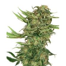 N13 Kush de Sensi Seeds