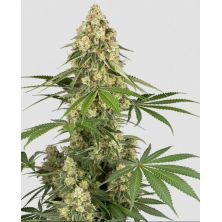 Sticky Orange XXL de Sensi Seeds