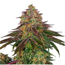 Sweet Cherry Kush de Sensi Seeds
