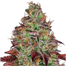 Tezla OG de Sensi Seeds