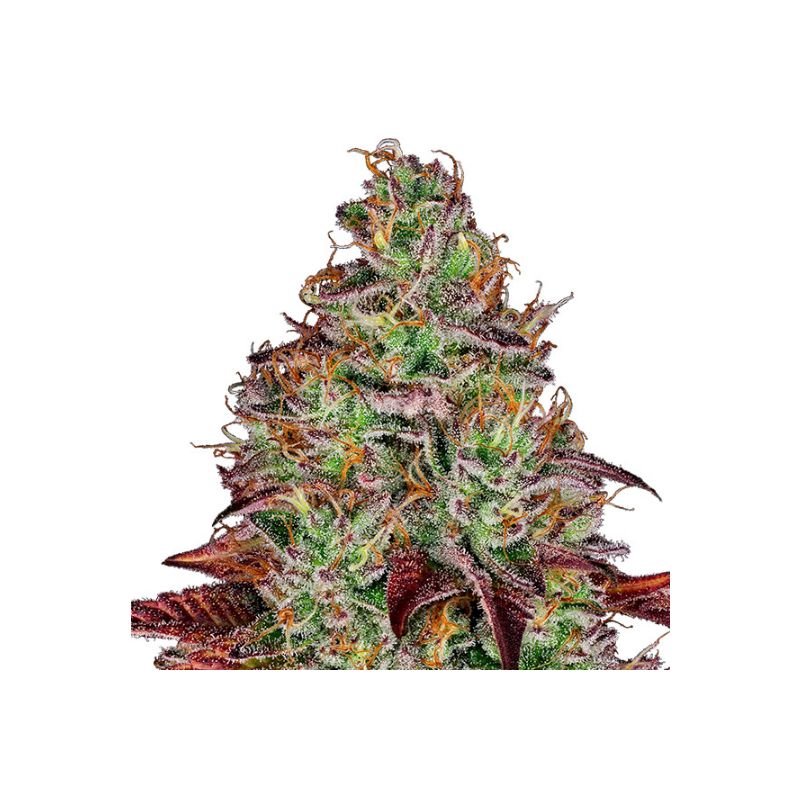 Tezla OG de Sensi Seeds