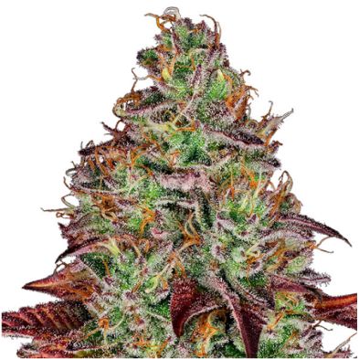 Tezla OG de Sensi Seeds