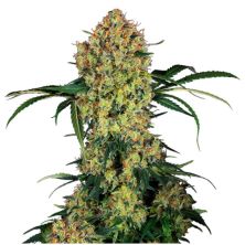 Aloha OG de Sensi Seeds