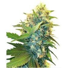 Double Kush Cake de Sensi Seeds