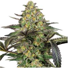 Grapevine Candy de Sensi Seeds