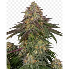 Banana Frosting de Sensi Seeds